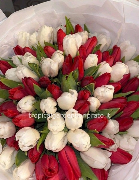Bouquet San Valentino tulipani bianchi e rossi