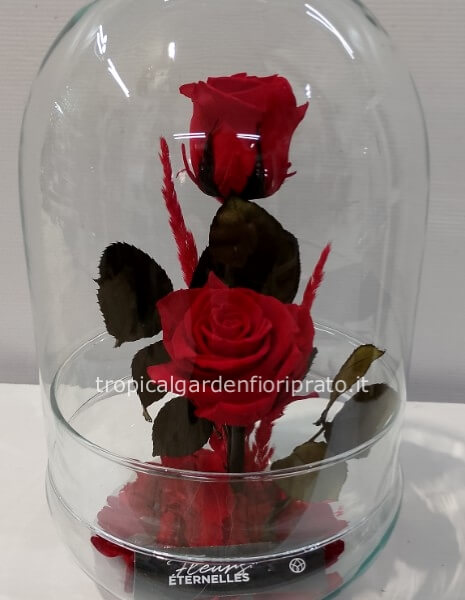 Rose rosse stabilizzate "La bella e la bestia". Misura grande h 30 cm