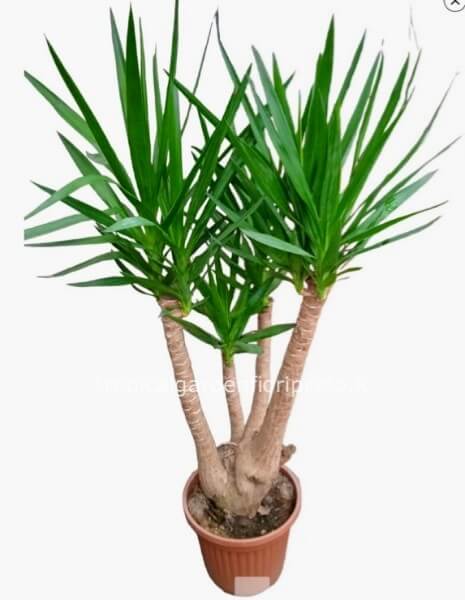 Pianta Yucca ramificata h 1,40 mt