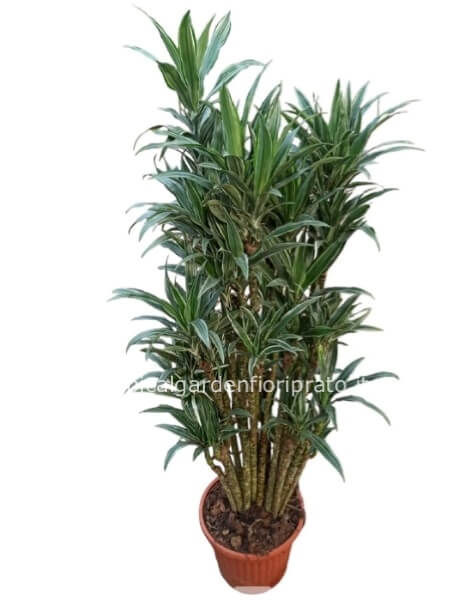 Pianta dracena deremensis. Pianta madre h 180 cm