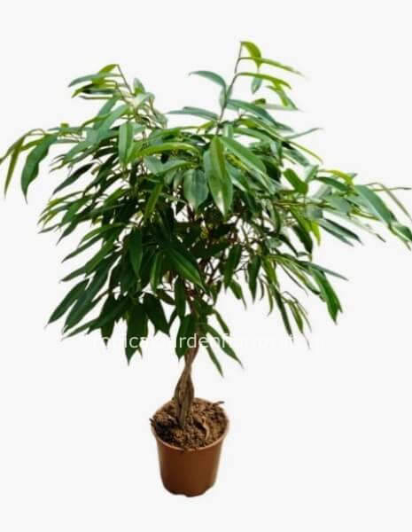Pianta ficus ali alberello intrecciata ,altezza 170 cm