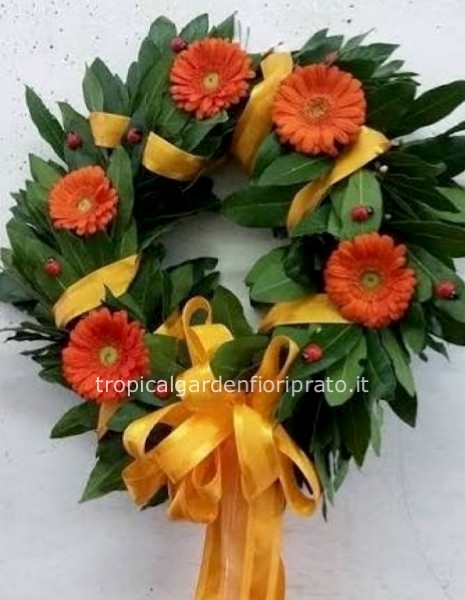 Coroncina laurea con germini