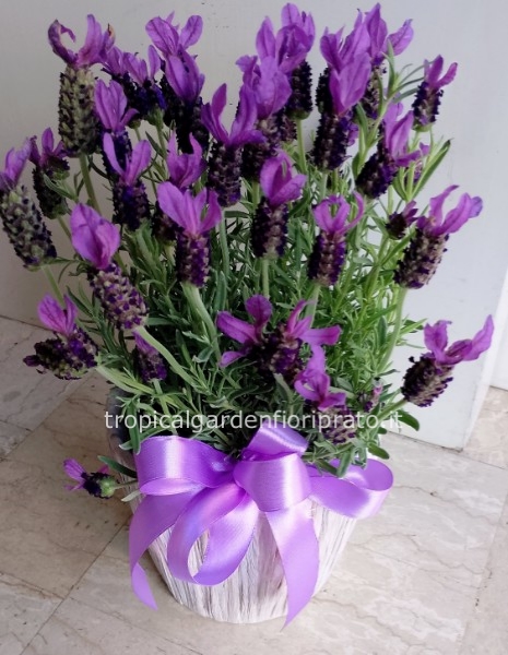 Pianta lavanda con portavaso