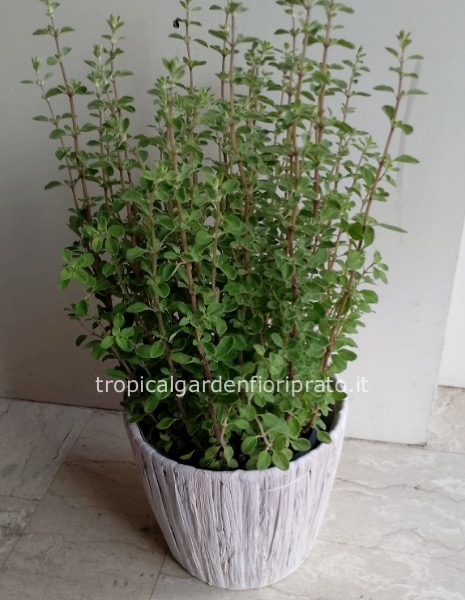 Pianta aromatica con portavaso