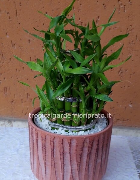  Lucky Bamboo pianta con portavaso