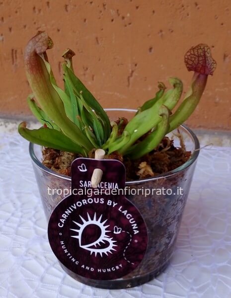 Pianta carnivora con vaso di vetro