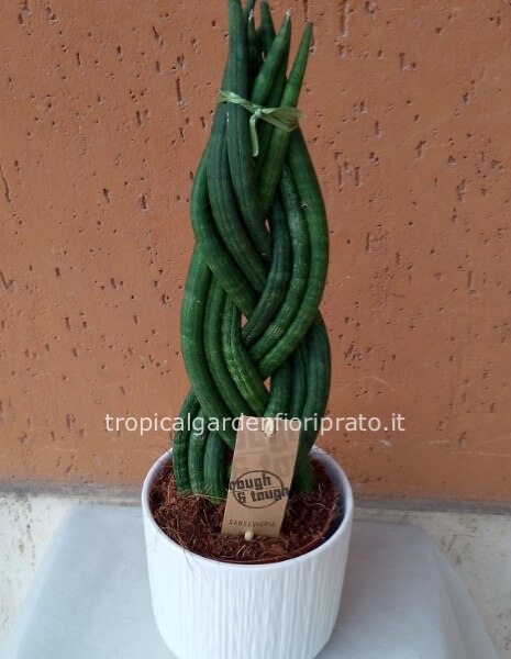 Pianta Sanseveria Cylindrica Intrecciata