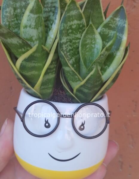 Pianta Faccina con occhiali