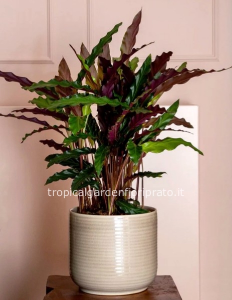 Pianta CALATHEA larghezza 33 x altezza 45 cm
