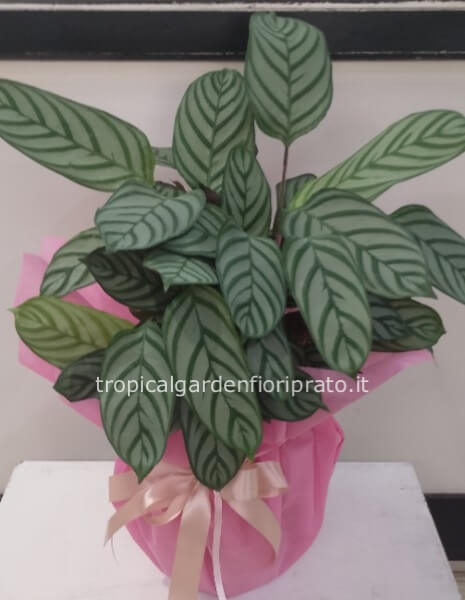 Pianta CALATHEA larghezza 40 x altezza 50 cm