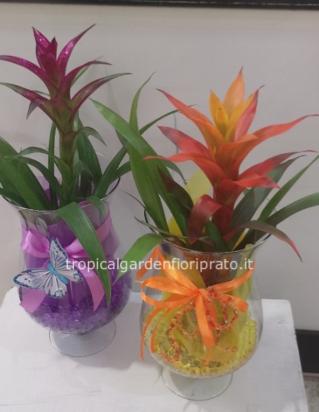 Composizione pianta bromelia con vaso a coppa di vetro. Altezza 50 cm