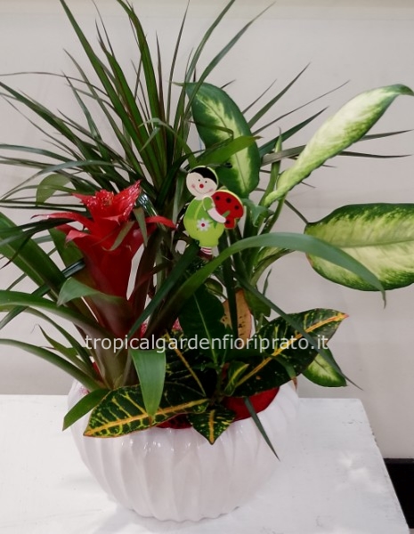 Composizione piante con vaso ceramica bianco