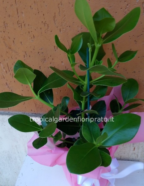 Pianta ficus 60x 60 cm