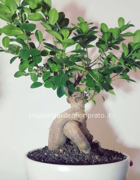 Bonsai ginseng con vaso in ceramica h 30 /35 cm