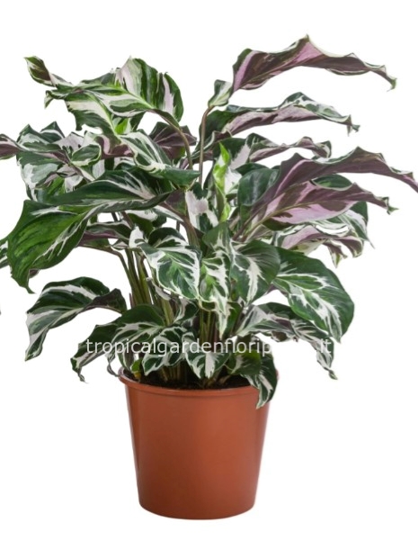 Pianta calathea stella 60 x 60 cm