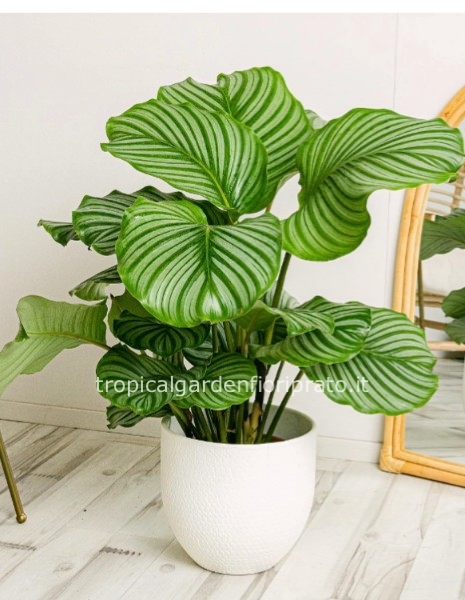 Pianta calathea orbifolia 60x60 cm