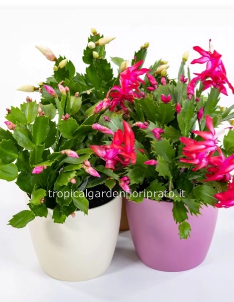 Pianta schlumbergera con portavaso in ceramica
