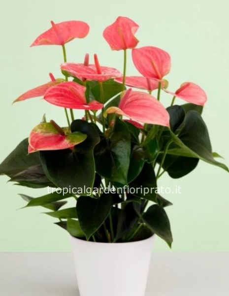 Pianta Anthurium rosa altezza 60 cm