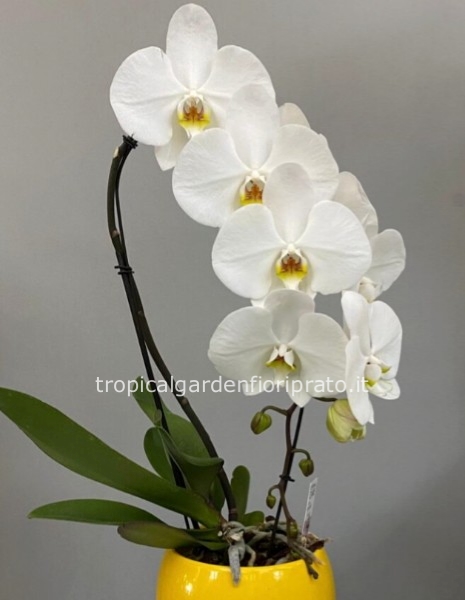 	 Pianta orchidea Phaleno a cascata bianco con fiori grandi h 60 cm