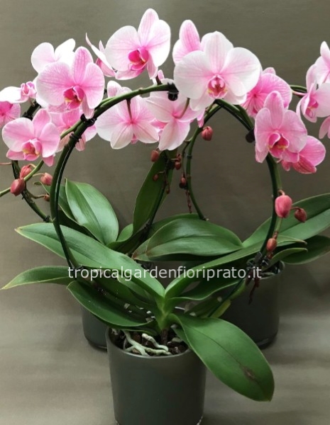 Pianta orchidea Phalaenopsis boog rosa