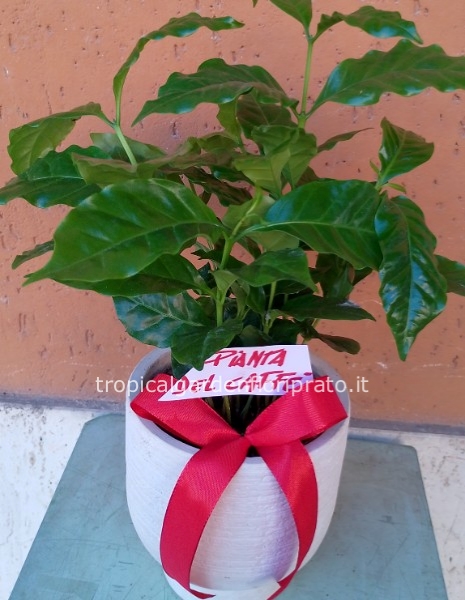 Pianta del caffè con porta vaso