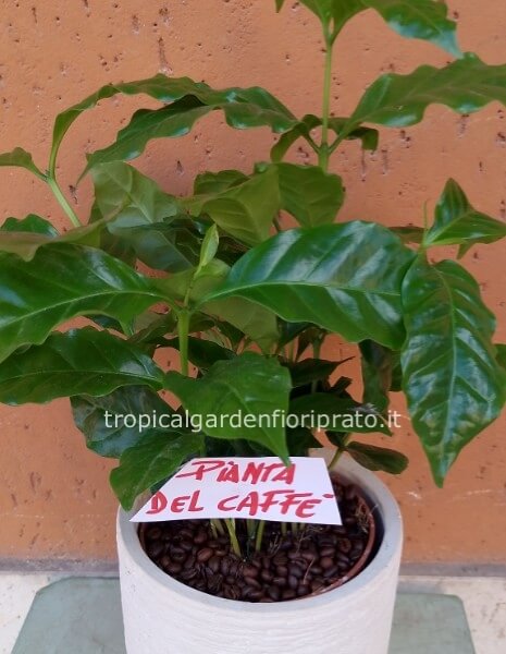 Pianta del caffè con vaso in ceramica