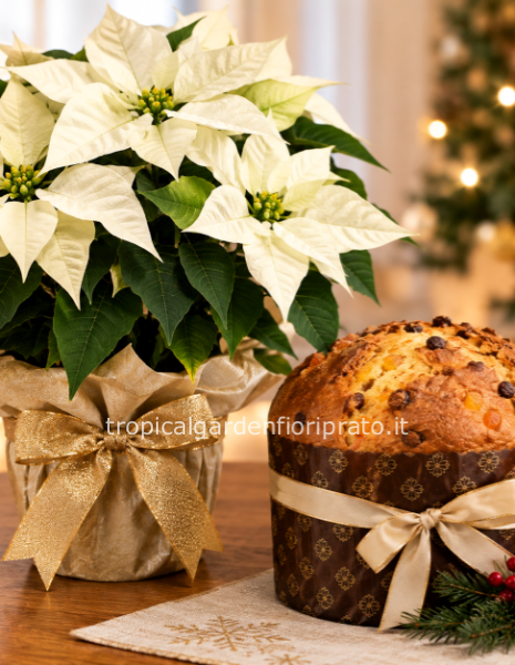 Pianta stella di natale con pandoro o panettone