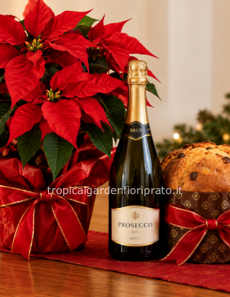 Pianta stella di Natale con confezione elegante, bottiglia e pandoro